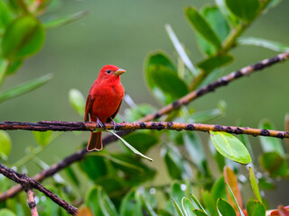 Summer Tanager perched on stick  against  green background in Costa Rica
