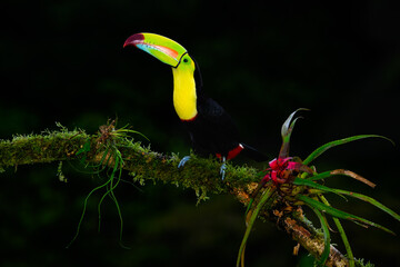Keel-billed Toucan portrait on mossy stick against dark green background