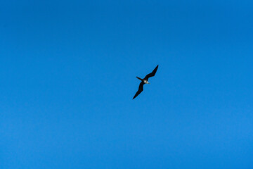 Frigatebird over Caribbean Sea, Tulum, Quintana Roo, Mexico.