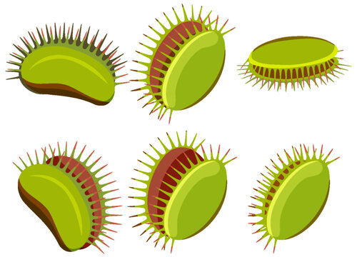 Set of venus flytrap plants isolated