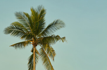 Fototapeta na wymiar coconut tree on sky background