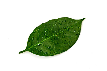 Fototapeta na wymiar Green coffee leaves on white
