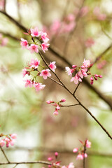 Phaya suae flower or sakura flower in Thailand