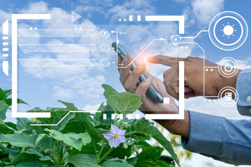 View eggplant  in hands to check the quality of the eggplant  for control quality before the seed plant. Future agriculture concept. Smart farming, using modern technologies in agriculture.