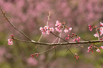 Phaya suae flower or sakura flower in Thailand