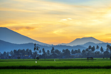 sunset over the paddy field