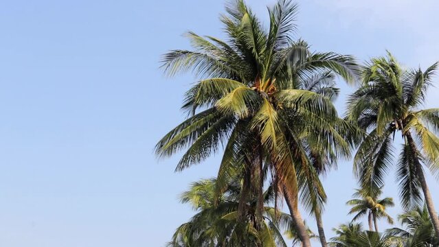 Palm Trees On Sunny Sky In Bang Saen Beach Park In Chonburi, Thailand. Low Angle