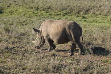 Obraz premium Kenya - Nairobi National Park - Rhino
