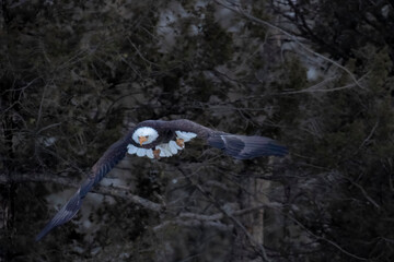 Bald Eagles at Eleven Mile Canyon