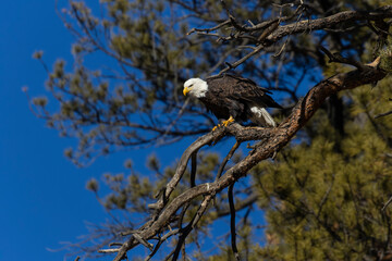 Bald Eagles at Eleven Mile Canyon