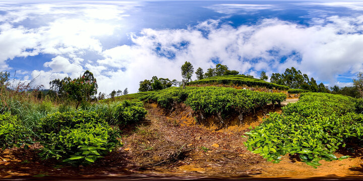 Tea estate landscape, Lipton Seat, Haputale, Sri Lanka. Virtual Reality 360.