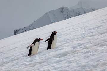 Gentoo penguins in Antarctica climbing a steep snow-covered ridge © Rob Schultz