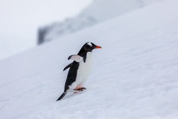 Obraz premium Gentoo penguins in Antarctica climbing a steep snow-covered ridge