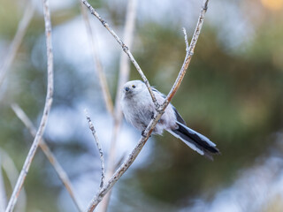 European long-tailed tit, latin name Aegithalos caudatus. A bird sitting on a branch in a deciduous forest.