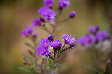 Purple Iron Weed Wildflower growing in beautiful Utica, New York