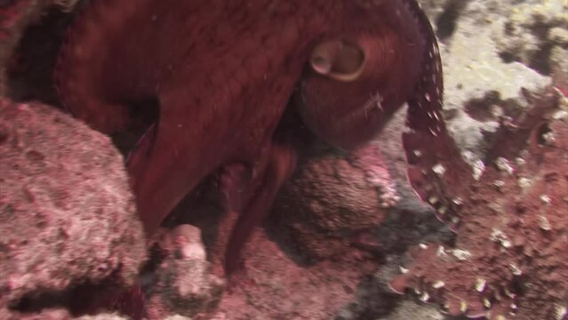 Fascinating octopuses in underwater ocean on coral reef. Octopus has unique ability to change color, splatter ink, and change shape. Octopuses are mysterious creatures in underwater ocean.