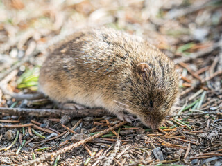 A closeup of a Common vole, Microtus arvalis, on the ground with a blurry background