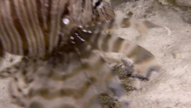 Lionfish swims into video frame after flat fish underwater in Red Sea. Poisonous and dangerous, but insanely beautiful lionfish on the underwater bottom of the Red Sea.