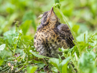 A fieldfare chick, Turdus pilaris, has left the nest and sitting on the spring lawn. A fieldfare...