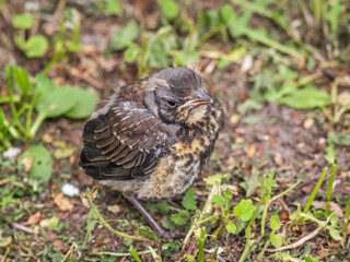 A fieldfare chick, Turdus pilaris, has left the nest and sitting on the spring lawn. A fieldfare chick sits on the ground and waits for food from its parents.