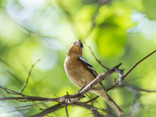 Common chaffinch, Fringilla coelebs, sits on a branch in spring on green background. Common chaffinch in wildlife.