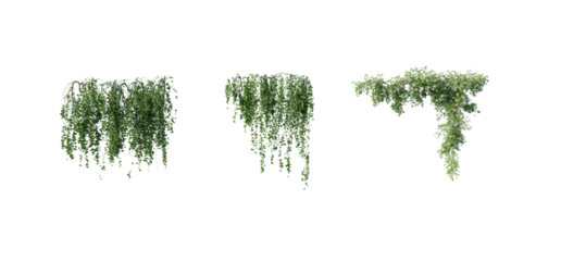 beautiful ivy green and flower