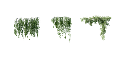 Fototapete Rund Bäume beautiful ivy green and flower  © Nawaphon