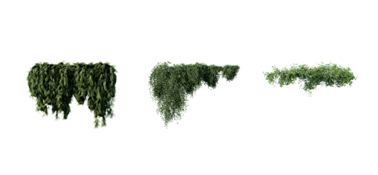 beautiful ivy green and flower