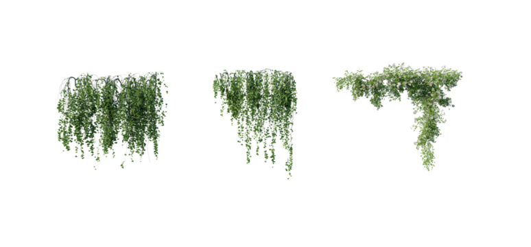 beautiful ivy green and flower