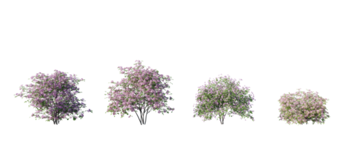 Beautiful garden plant