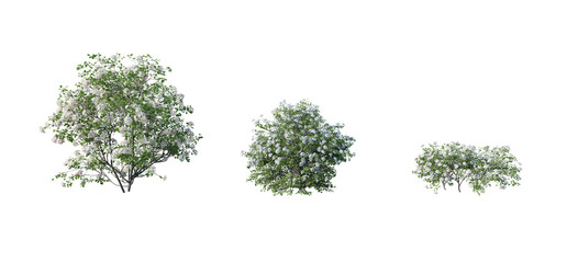 Beautiful garden plant