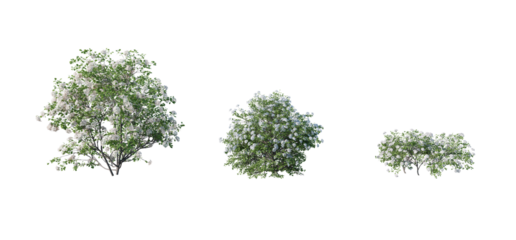 Beautiful garden plant