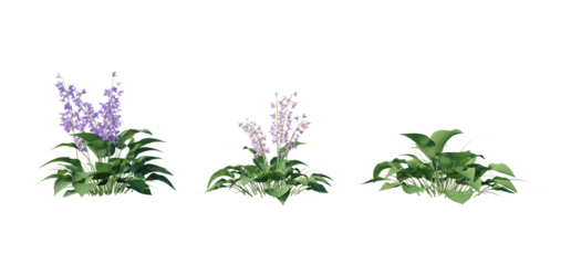 Beautiful garden plant