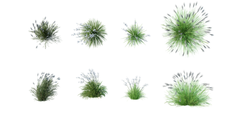 Beautiful garden plant