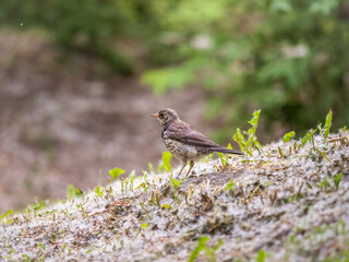 Wood bird Fieldfare, Turdus pilaris, on a sprng lawn.