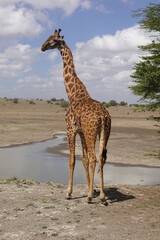 Kenya - Nairobi National Park - Giraffe