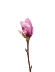 Poster Single stem with one pink magnolia flower bud isolated cutout © Julia