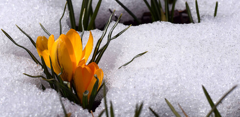 Yellow spring crocus flower emerging from under the snow