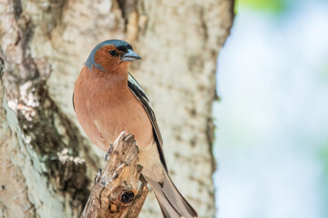 Common chaffinch, Fringilla coelebs, sits on a tree. Common chaffinch in wildlife.