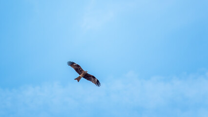 The bird of prey Black Kite flying in blue Sky