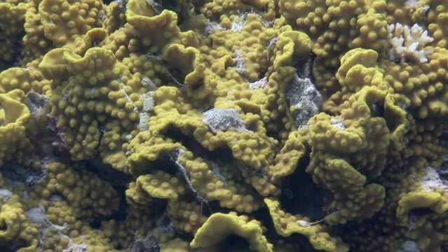 Macro video about underwater yellow coral turbinaria reniformis in Red Sea. Close-up underwater yellow coral turbinaria reniformis in Red Sea.