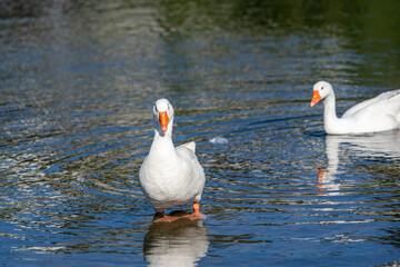 Beautiful geese swim in the pond in the park.