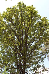 Fototapeta premium Treetops in summer autumn