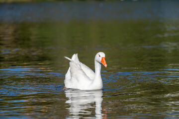 Beautiful geese swim in the pond in the park.