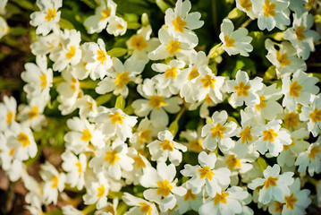 white primrose in the garden