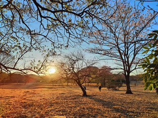 tree in the autumn