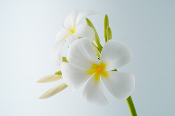 White frangipani flower (plumeria) on white background.	