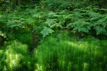 green landscape of a river bank with ferns