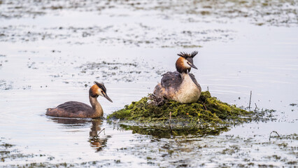 A pair of water birds, Great Crested Grebe, feeding chick at nest.
