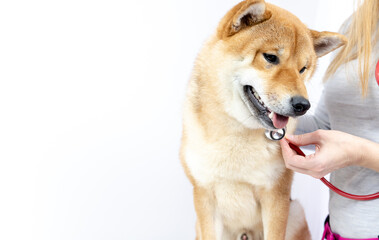 a dog and a stethoscope at a veterinarian's reception